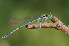 Platycnemis pennipes
