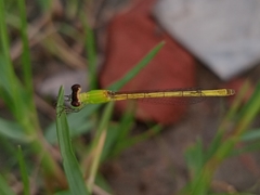 Agriocnemis kalinga