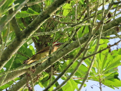 Colaptes punctigula striatigularis