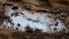 Trechispora regularis