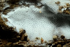 Trechispora regularis