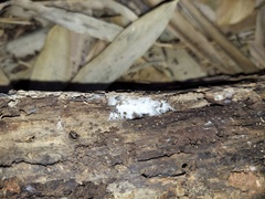 Trechispora regularis