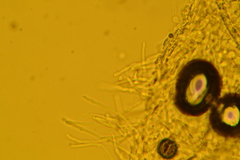 Trechispora regularis