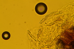 Trechispora regularis