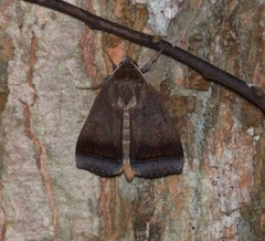 Ophiusa trapezium