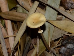 Agrocybe elatella