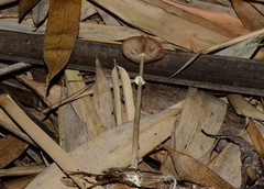 Agrocybe elatella
