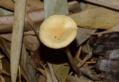 Agrocybe elatella