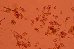 Agrocybe elatella