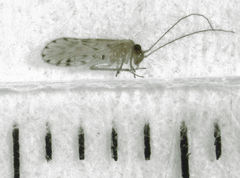 Zelandopsocus kuscheli