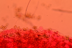 Agrocybe elatella