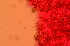 Agrocybe elatella