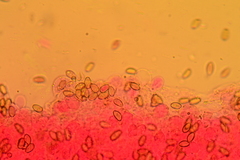 Agrocybe elatella
