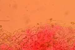 Agrocybe elatella