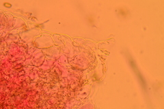 Agrocybe elatella