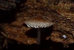 Pluteus seticeps