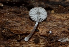 Pluteus seticeps