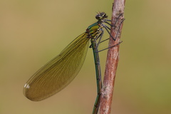 Calopteryx splendens