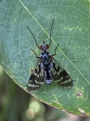 Athericidae