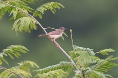 Prinia inornata