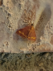 Pyrausta pseuderosnealis