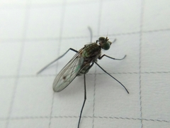 Liancalus virens