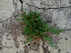 Asplenium ruta-muraria ruta-muraria