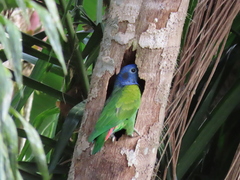 Pionus menstruus rubrigularis