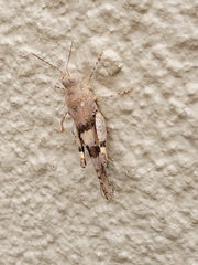 Trimerotropis latifasciata