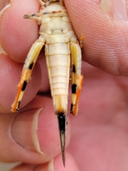 Trimerotropis latifasciata