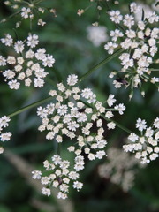 Selinum broteroi