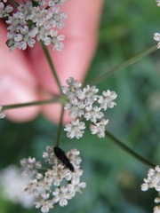 Selinum broteroi