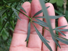 Selinum broteroi