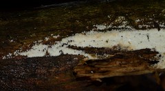 Henningsomyces puber