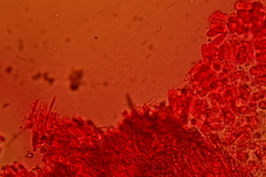 Henningsomyces puber