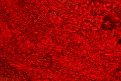 Henningsomyces puber