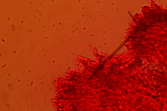 Henningsomyces puber