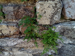 Asplenium ruta-muraria ruta-muraria