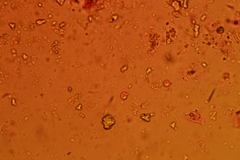 Henningsomyces puber