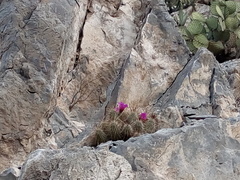 Echinocereus occidentalis breckwoldtiorum