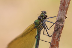 Calopteryx splendens