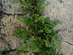 Asplenium ruta-muraria ruta-muraria