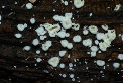 Flagelloscypha minutissima