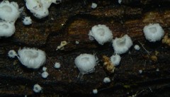 Flagelloscypha minutissima