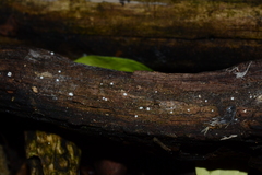 Flagelloscypha minutissima