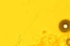 Flagelloscypha minutissima