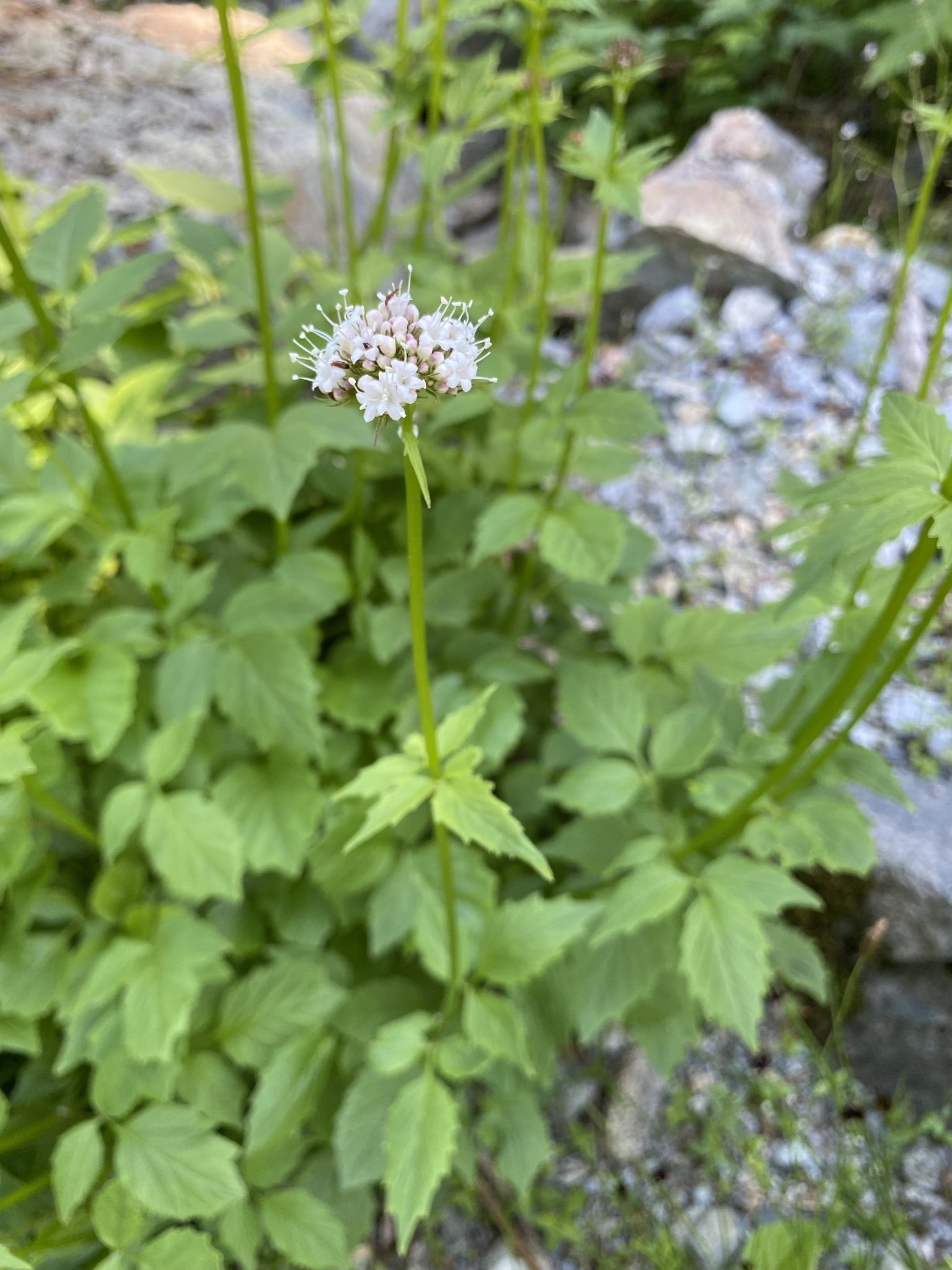 Valeriana sitchensis