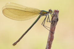 Calopteryx splendens