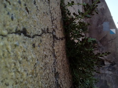 Asplenium ruta-muraria ruta-muraria