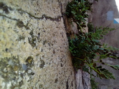 Asplenium ruta-muraria ruta-muraria